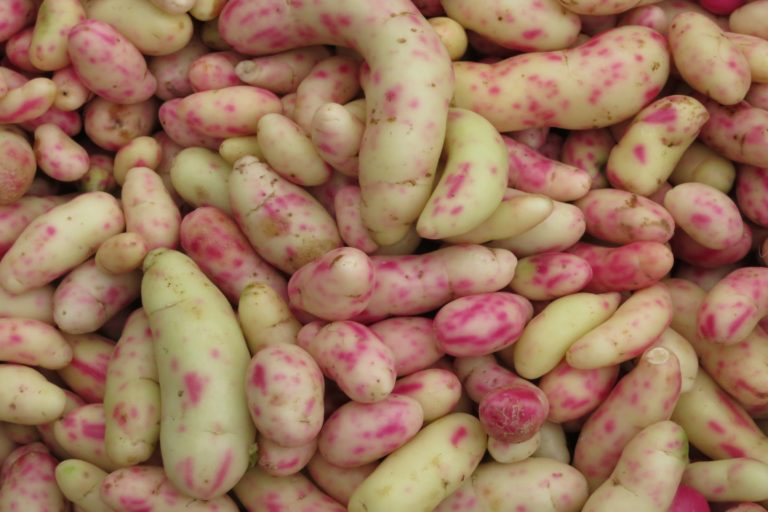 Kartoffelähnliches Gemüse vom Markt in Ecuador