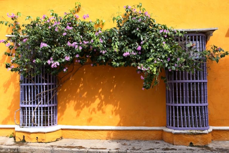 Farbenpracht in Cartagena