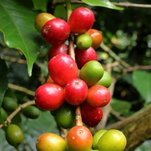 Kaffeebeere ernten