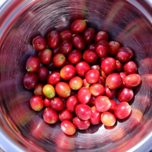 frische rote Kaffeebeeren