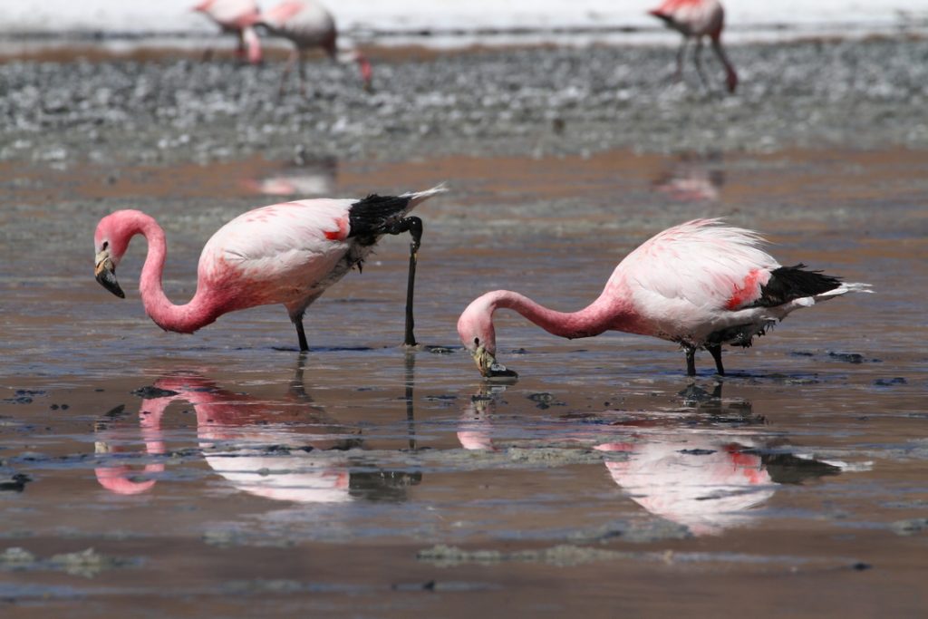 Flamingos lassen sich an vielen Salzseen im Norden Chiles beobachten