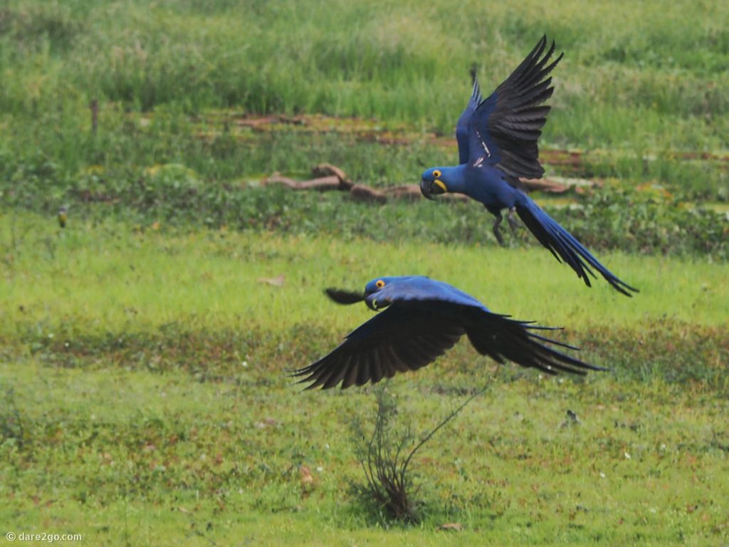 Blue Macaws im Pantanal im Lieblingsland Brasilien