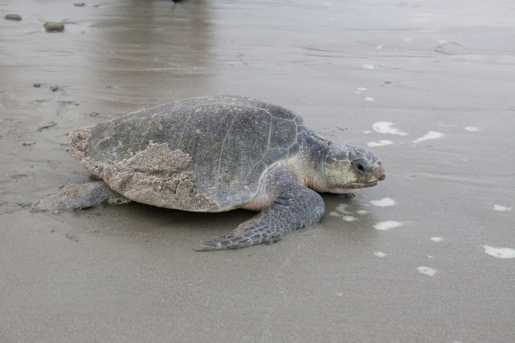 Schildkröte auf dem Weg zurück ins Meer