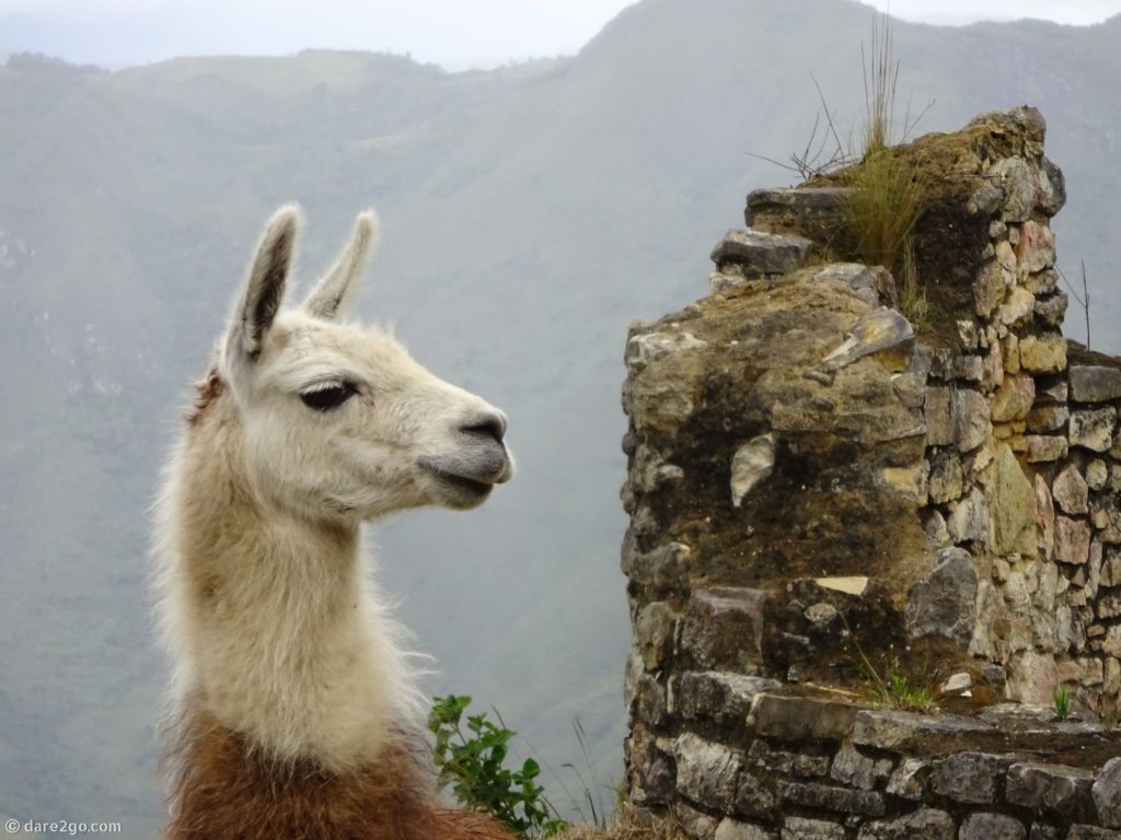 Alpaca bei den Kualep Ruinen in Peru